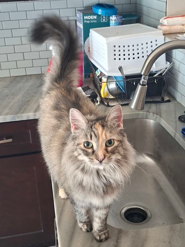 Indexes and MAGS portfolio